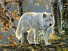miniatura_Autumn Glow copia